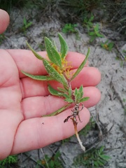 Tetragonia chenopodioides