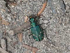 Cicindela depressula