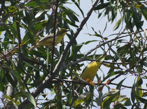Green-capped Eremomela (Eremomela scotops), photo 3
