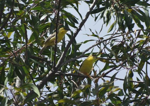 Green-capped Eremomela (Eremomela scotops), photo 4
