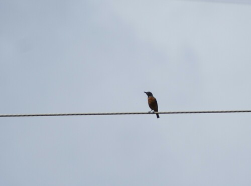 Short-toed Rock Thrush (Monticola brevipes), photo 2