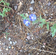 Evolvulus nuttallianus