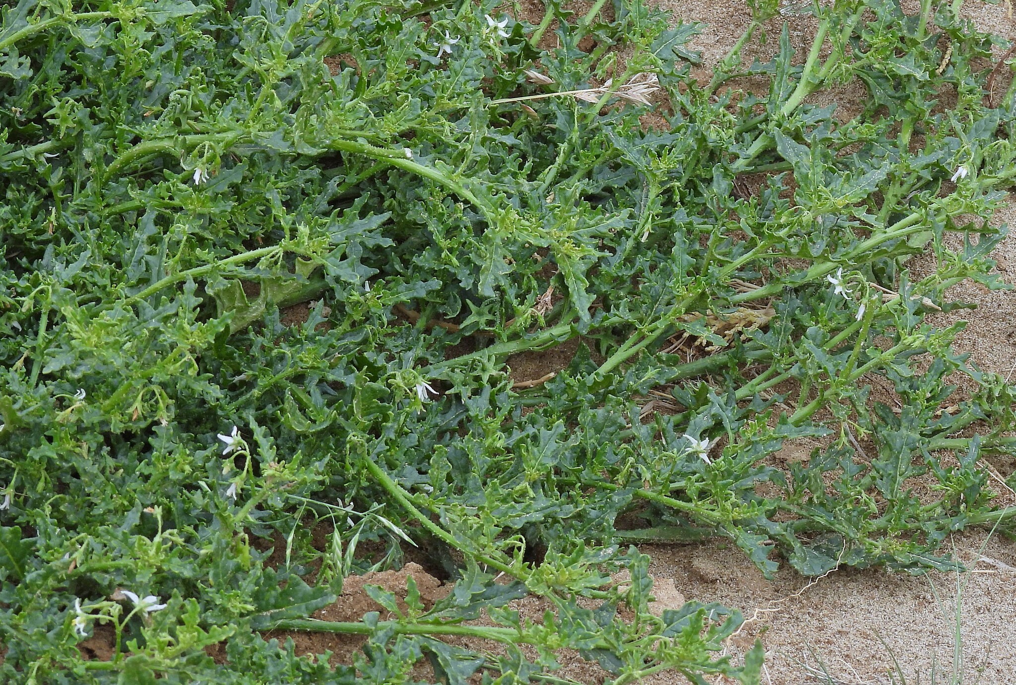 Imagem de Tomatinho-do-mato