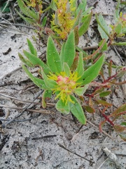 Tetragonia chenopodioides