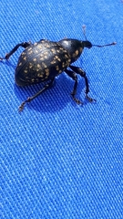 Liparus glabrirostris