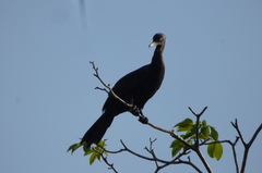 Nannopterum brasilianum