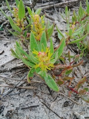 Tetragonia chenopodioides