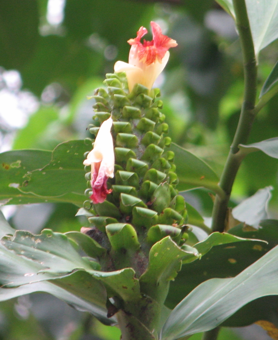 Costus guanaiensis var. macrostrobilus