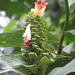 Costus guanaiensis macrostrobilus - Photo (c) Dave Skinner, some rights reserved (CC BY-NC), uploaded by Dave Skinner