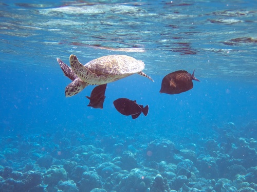 Hawksbill Sea Turtle (Eretmochelys imbricata)
