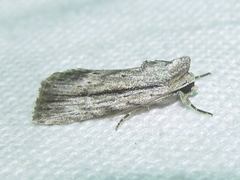 Catabenoides