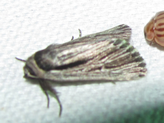Catabenoides
