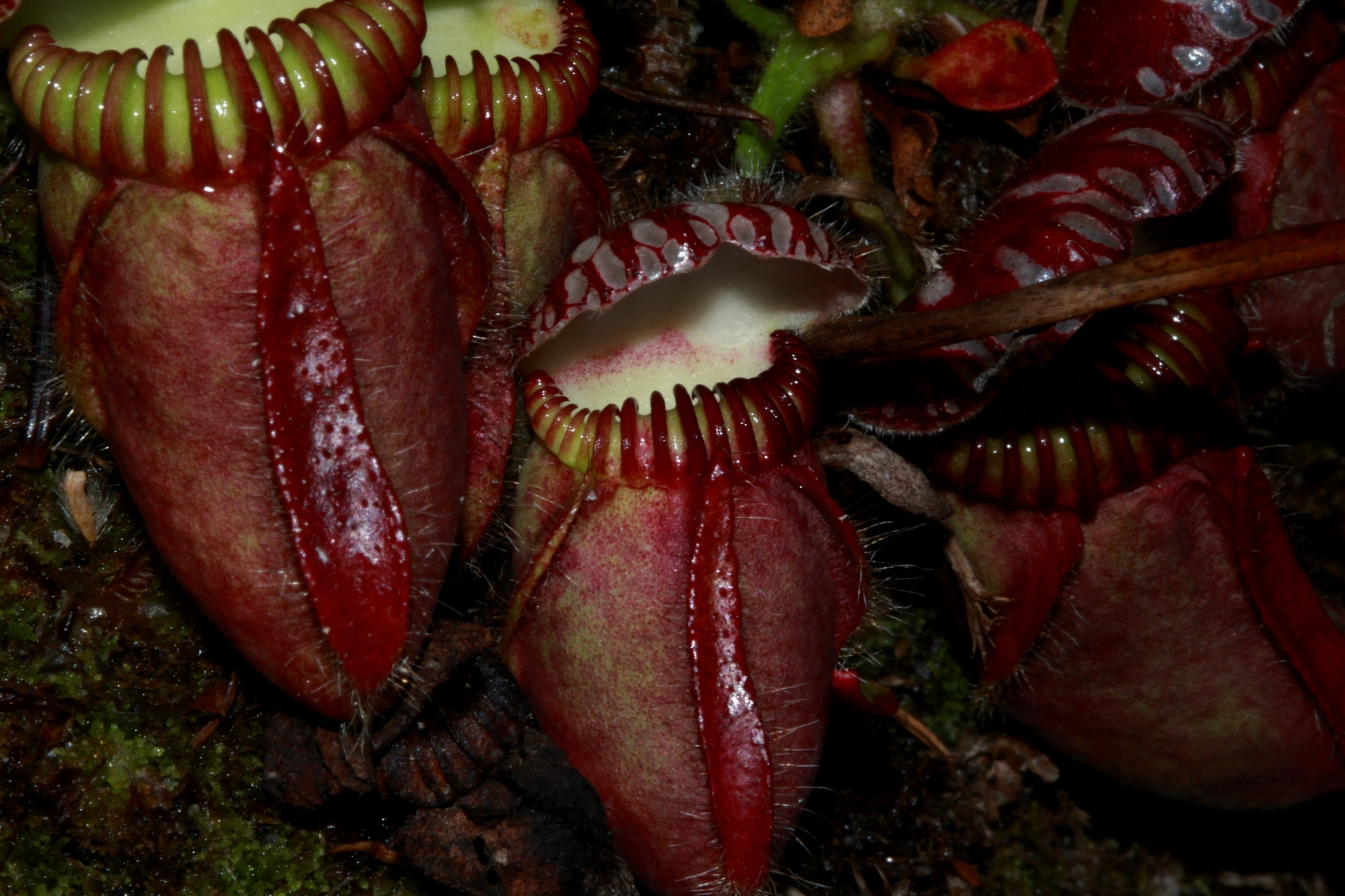 Imagem de Planta-carnívora-australiana