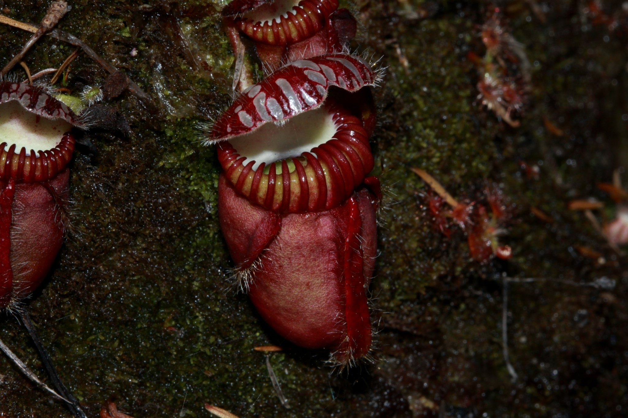 Imagem de Planta-carnívora-australiana
