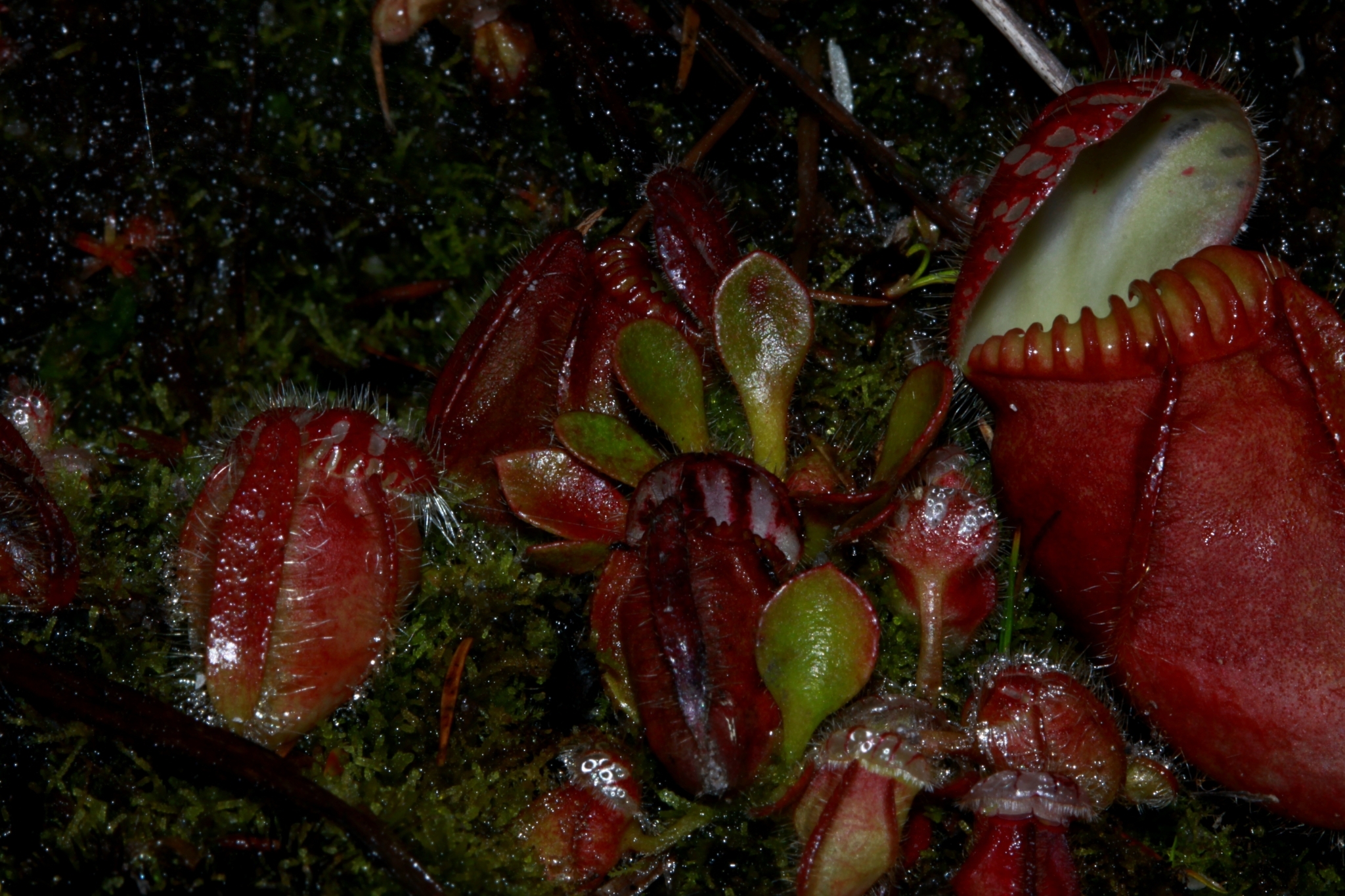 Imagem de Planta-carnívora-australiana