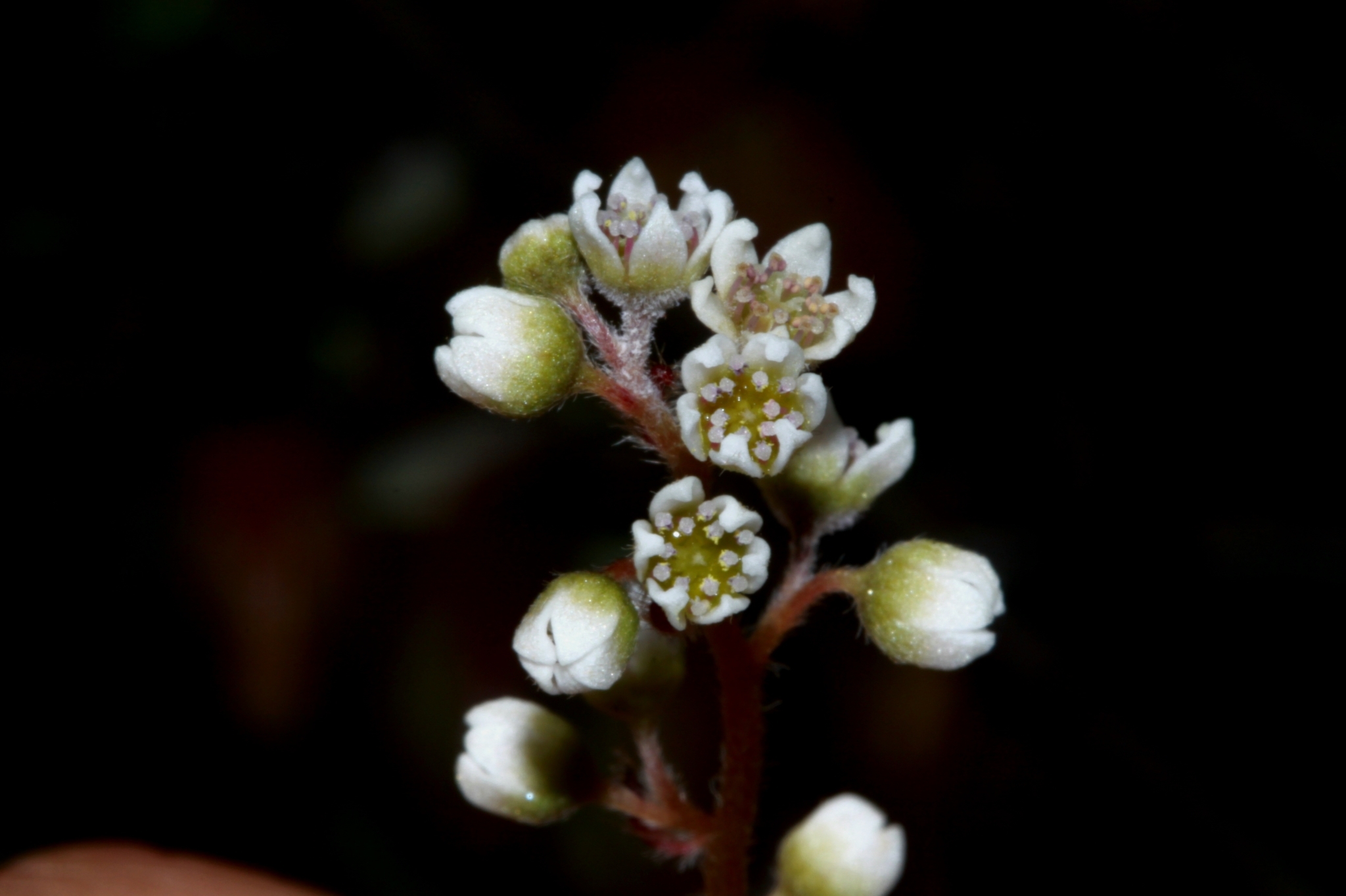Imagem de Planta-carnívora-australiana