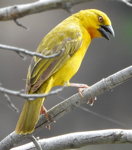 Holub's Golden Weaver (Ploceus xanthops), photo 4