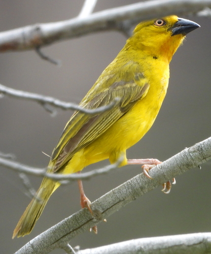 Holub's Golden Weaver (Ploceus xanthops), photo 3