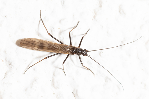 Taeniopteryx kuehtreiberi