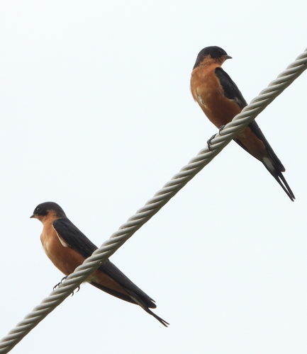Red-breasted Swallow (Cecropis semirufa), photo 3