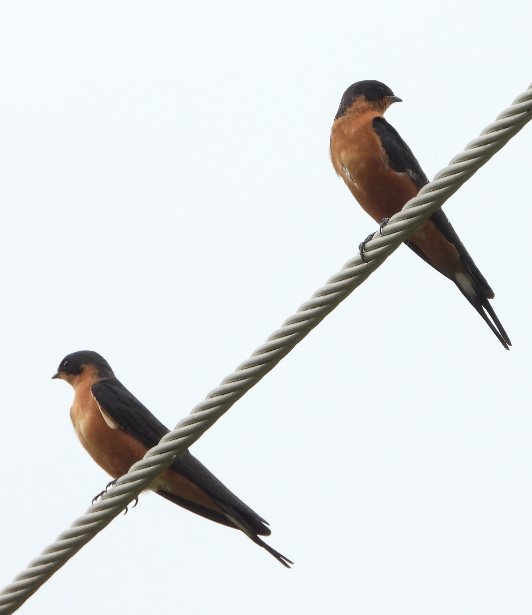 Red-breasted Swallow (Cecropis semirufa), photo 3