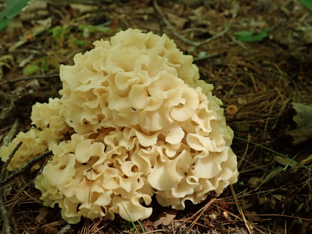 American cauliflower mushroom