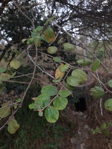 Image of Ziziphus mauritiana by no rights reserved