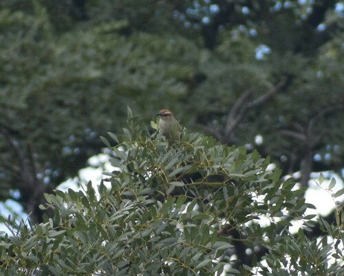 Tinkling Cisticola (Cisticola rufilatus), photo 4
