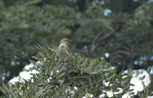 Tinkling Cisticola (Cisticola rufilatus), photo 2