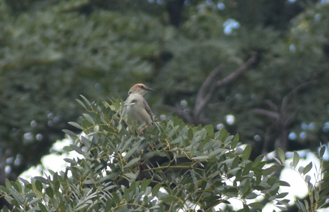 Tinkling Cisticola (Cisticola rufilatus)