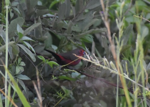 African Firefinch (Lagonosticta rubricata), photo 7