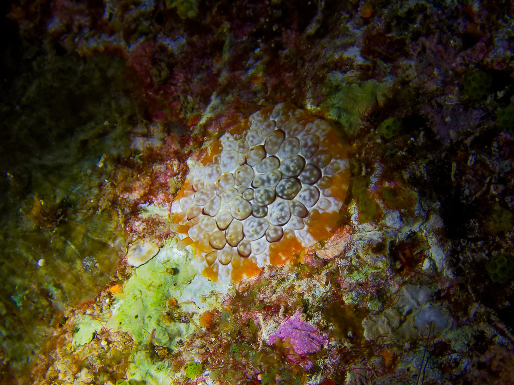 Forskal's sidegill slug