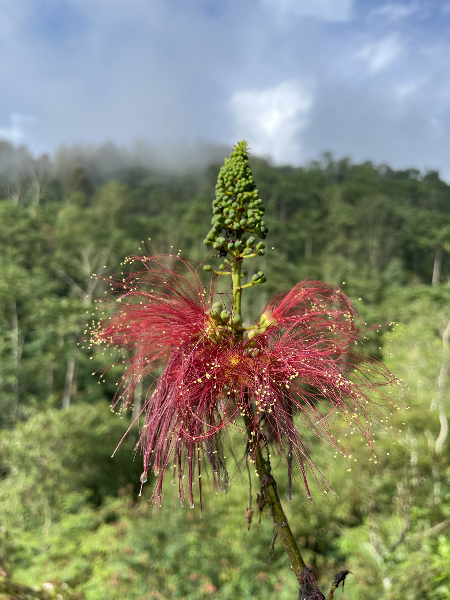 Calliandra houstoniana