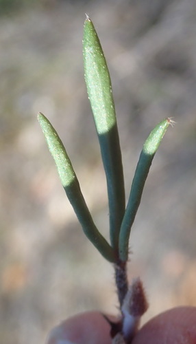 Image of Oxalis algoensis by (c) Nicola van Berkel, some rights reserved (CC BY-SA)