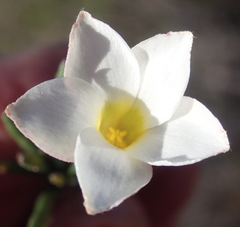 Oxalis algoensis