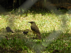 Machetornis rixosa