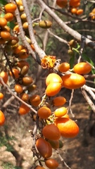 Casearia dolichophylla