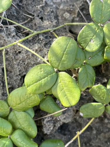 Galactia tashiroi iNat (1)