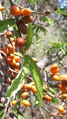 Casearia dolichophylla