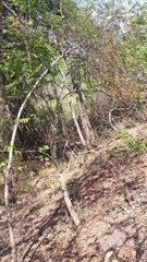 Casearia dolichophylla