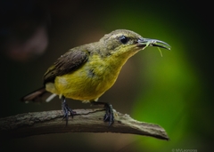 Olive-Backed Sunbird photo 2