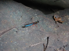 Platycypha caligata