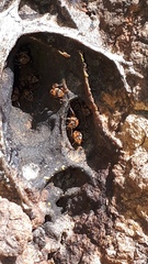 Scaptotrigona hellwegeri