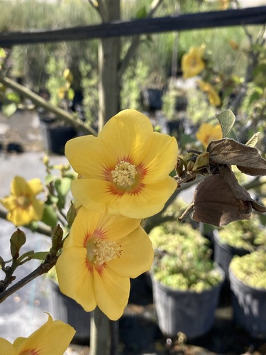 Abutilon hirtum iNat (2)