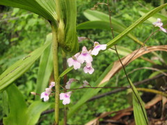 Ionopsis utricularioides