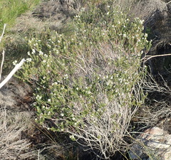 Phylica purpurea pearsonii