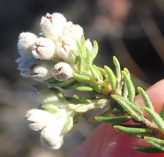 Phylica purpurea pearsonii