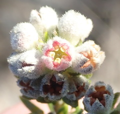 Phylica purpurea pearsonii