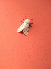 Spilosoma lubricipeda