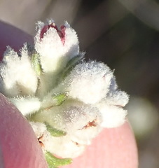 Phylica purpurea pearsonii